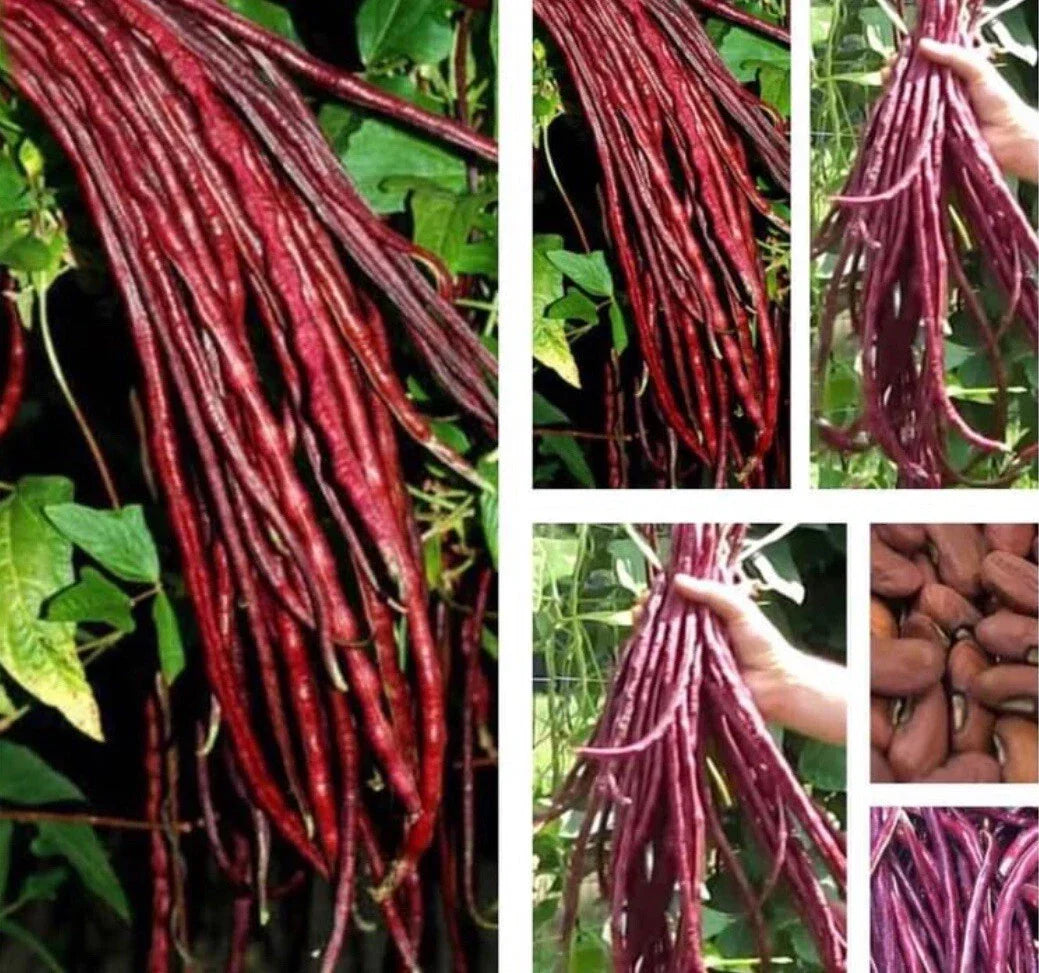 Red Yard Long Bean Seeds - 20+ Asian Chinese Noodle Bean - Vigna unguiculata sesquipedalis
