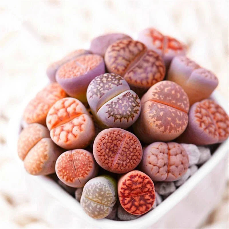 Mixed Lithops Seeds - 100 Seeds - Lithops Pseudotruncatella Succulent Variety