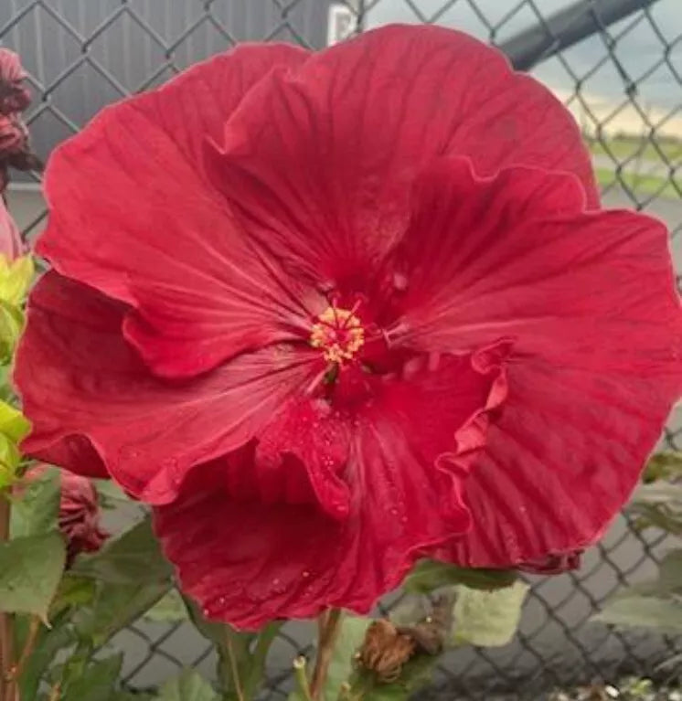 Hardy Hibiscus Seeds - Red Taffeta Heirloom Ruffled Flower - Hibiscus moscheutos - 25+ Seeds for Garden, Pollinator Attracting