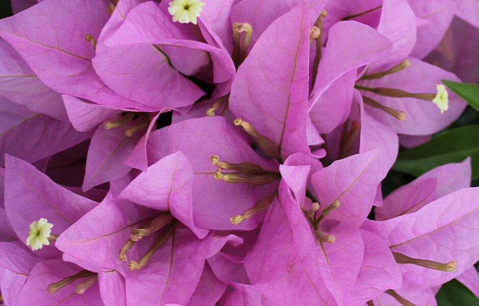 Bougainvillea Starter Plant - Rijnstar Lila - Well Rooted Plug - Bougainvillea glabra - USA Seller