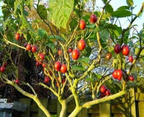 Tomato Tree Seeds - 10 Pack Tamarillo (Cyphomandra betacea) Heirloom Seeds