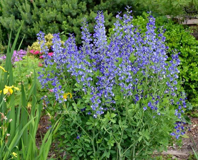 Blue Wild False Indigo Seeds - 51+ Perennial Native Wildflower - Nitrogen-Fixing Plant, Baptisia australis