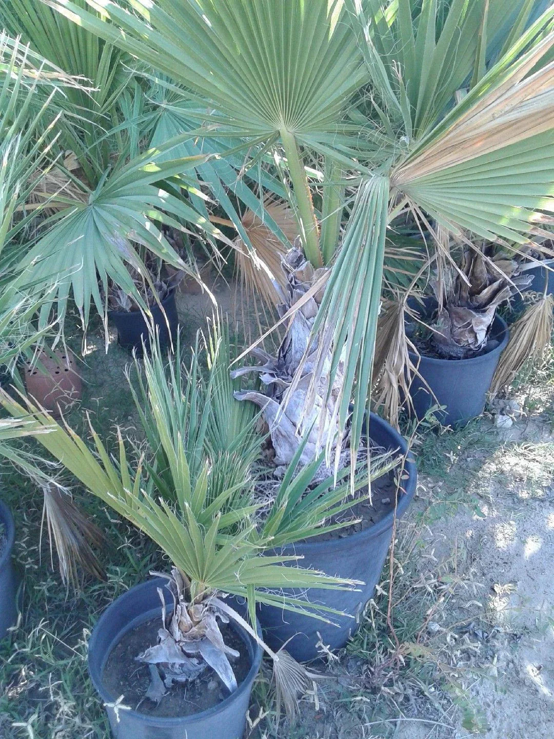 Dwarf Palmetto Live Plants Bundle - 2 Wild-Grown Sabal Minor Palms, Drought-Tolerant & Cold-Hardy