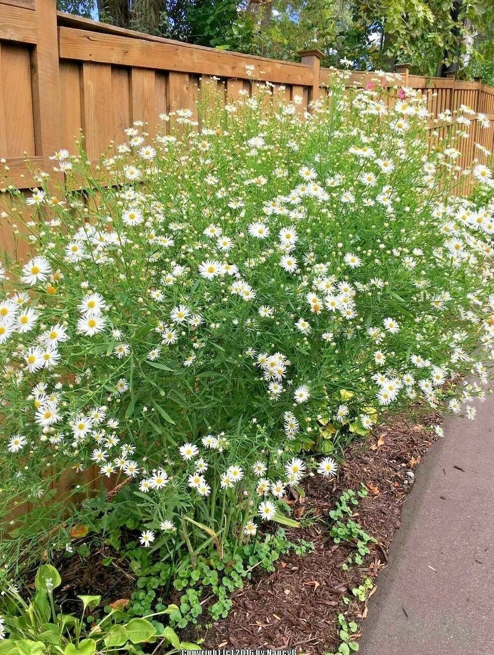 False Aster Seeds - 200+ Perennial Native Wildflower for Poor Soils - Perfect for Summer & Fall Gardens (Symphyotrichum spp.)