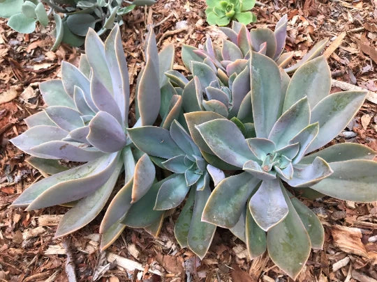Echeveria Cuttings - Fred Ives Graptoveria Multicolor Rosette Succulent for Indoor & Outdoor Gardening