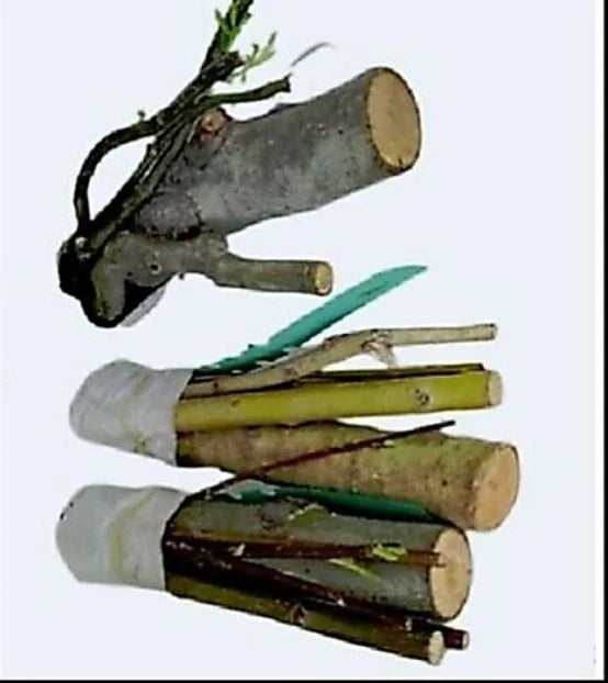 Bonsai Willow Tree Cuttings – 3 Thick Trunks – Australian Weeping Dragon – Salix babylonica