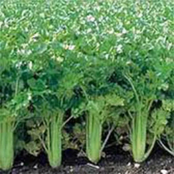 Celery Seed Packets - Utah Tall Heirloom Non-GMO Gardening Seeds for Home Garden, Apium graveolens
