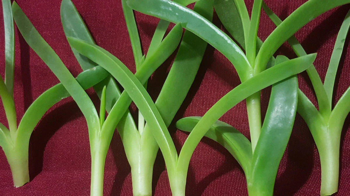 Live Ice Plant Cuttings - Delosperma Coastal Pig Face Succulent - 6 Cuttings, 3" to 4" Long, Ideal for Drought-Tolerant Gardens