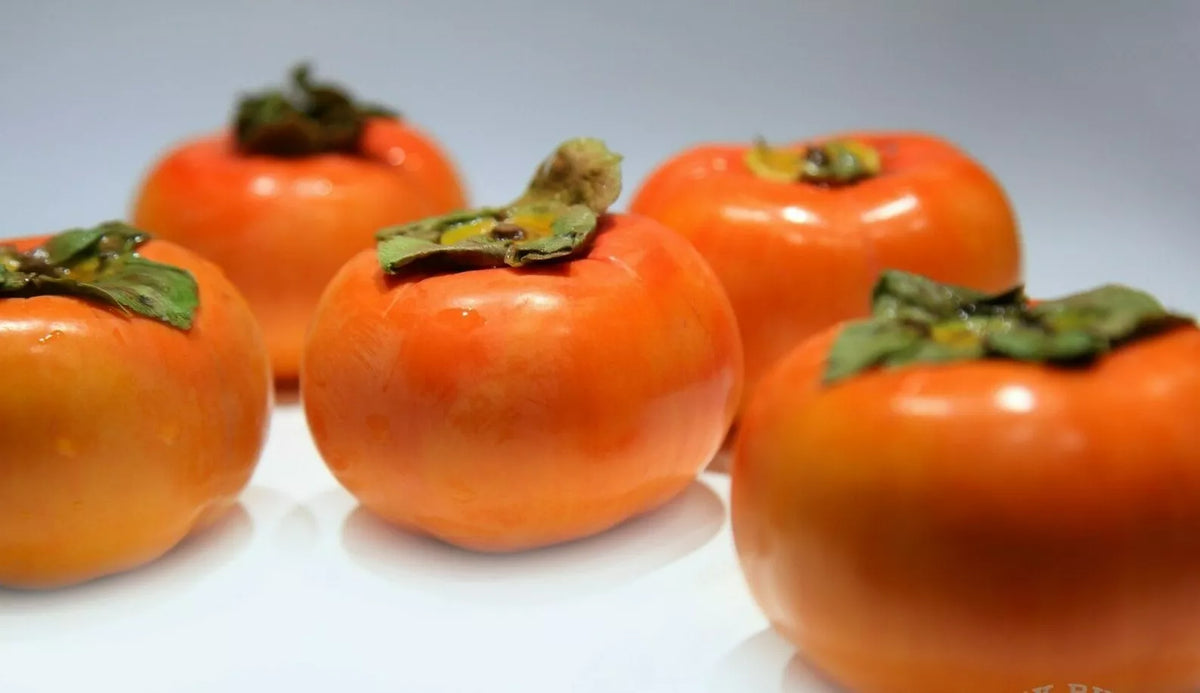 Fuyu Persimmon Tree 1-2ft Sapling Diospyros Kaki Bare Root Hardy Zones 7-10