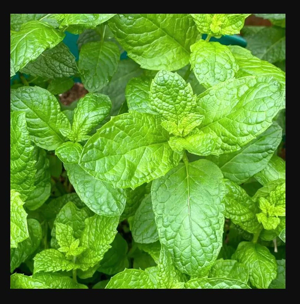 Sweet Mint Live Plants – Potted Herb for Mojitos & Cooking – Mentha spicata
