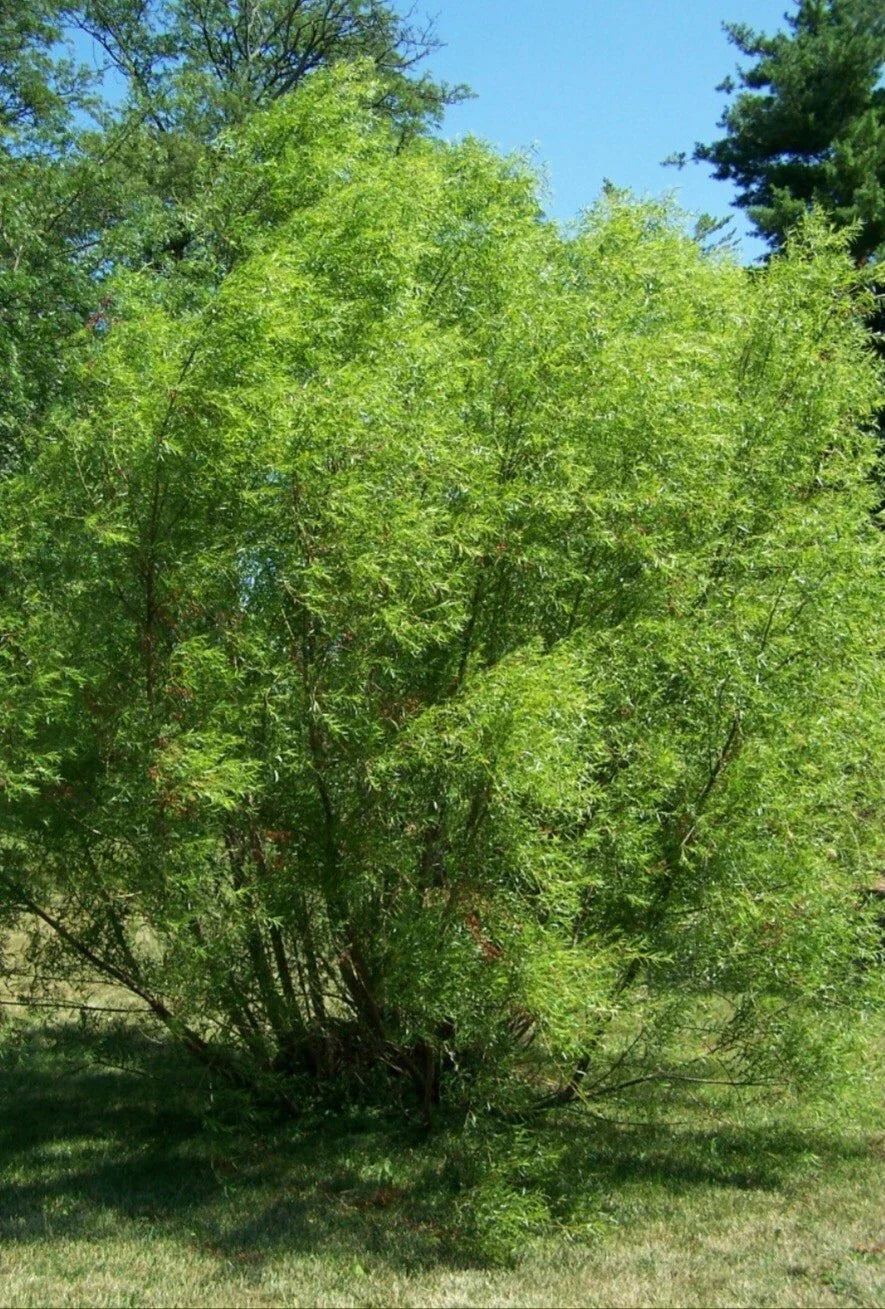 Black Willow Tree Cuttings - 12 Pack, Fast Growing Shade & Privacy Tree, Salix nigra, Moist Soil, Erosion Control, Wetland Restoration