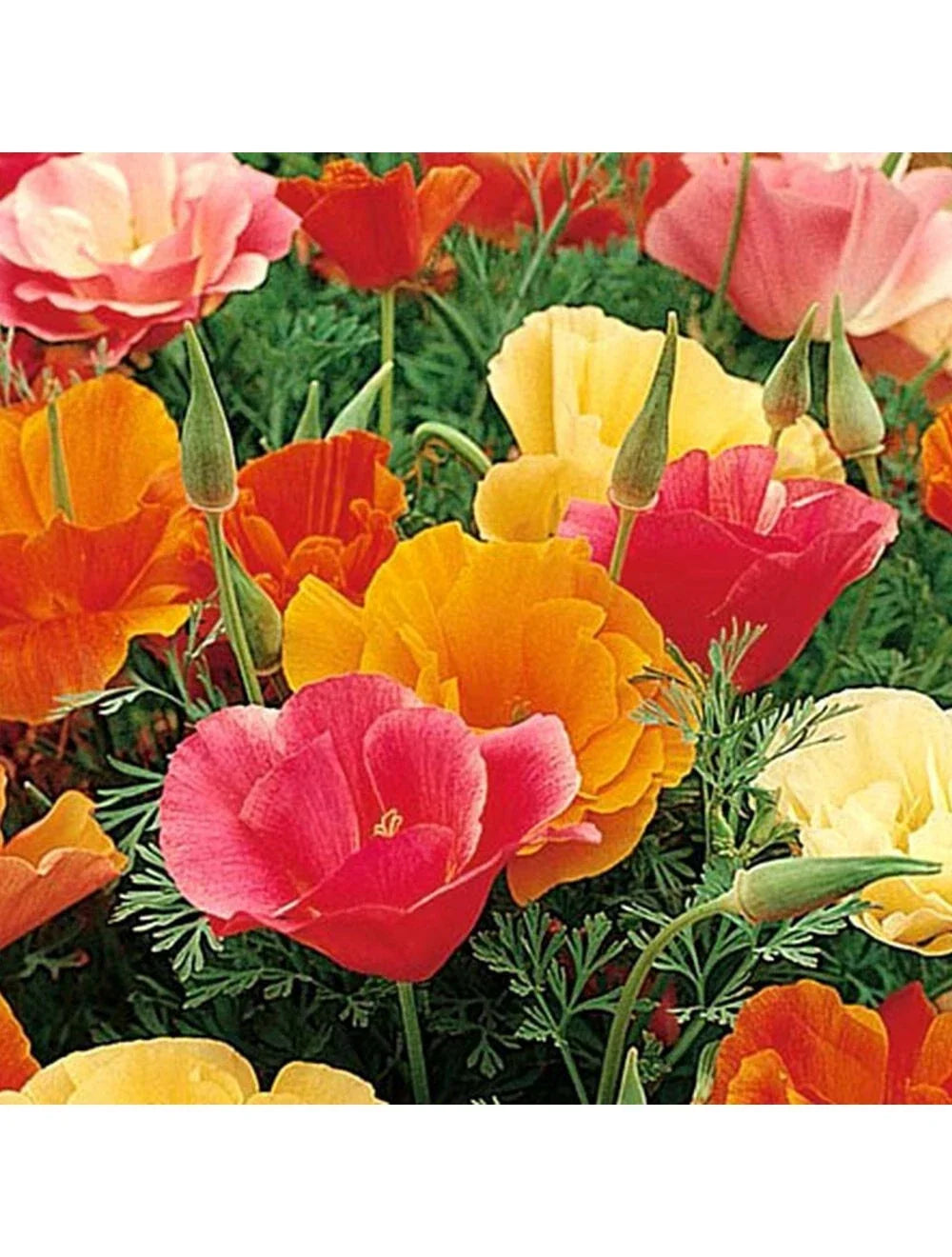 California Poppy Seeds - Mission Bells Mix, Eschscholzia californica, Vibrant Bloom, Annual, Drought-Tolerant, 500 Seeds