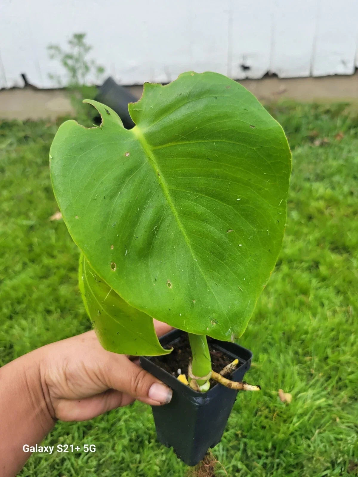 Monstera Deliciosa Plant | Small Indoor Houseplant | Tropical Greenery | Split Leaf Philodendron | Starter Plant