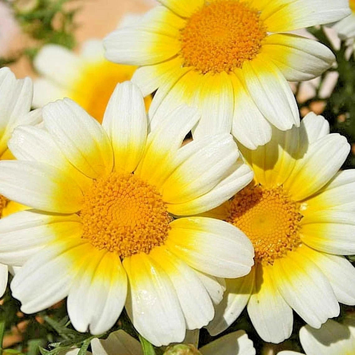 Garland Daisy Flower Seeds - 300+ Seeds for Asian Cuisine, Medicinal Uses & Teas - Prairie Wildflower (Bellis perennis)