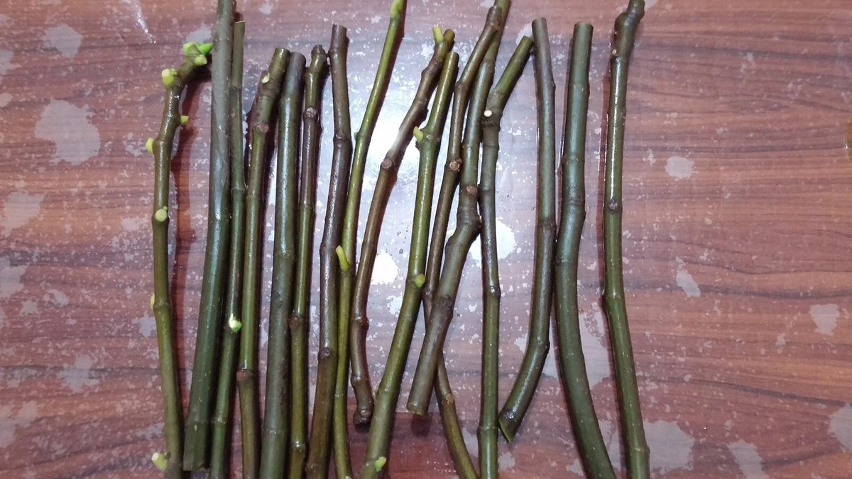 Conadria Fig Cuttings (Ficus carica) - 2 Unrooted 6-8" Pieces | Sweet Green Fig Tree | Rare Heirloom Variety for Propagation