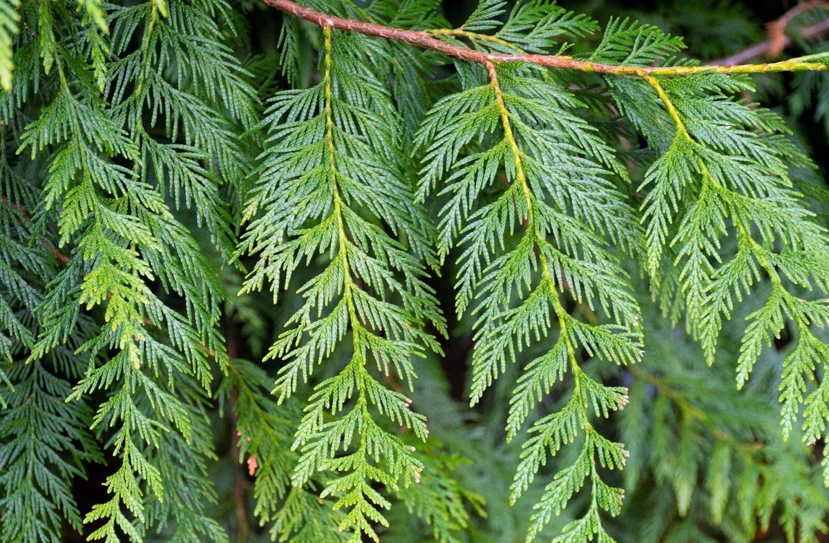 Western Red Cedar Seedling 9-12 Inches Bare Root Thuja plicata Evergreen Tree for Landscaping, Privacy, Reforestation