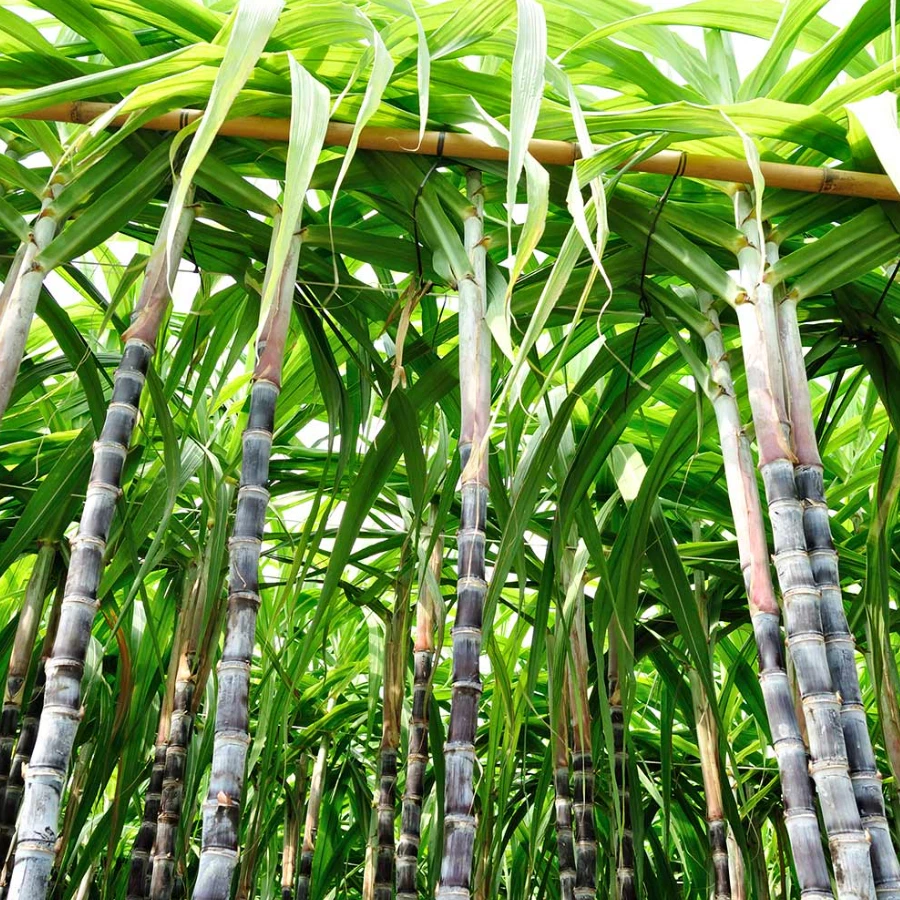 Purple Sugarcane Cuttings Set of 20, 12-Inch Unrooted Stalks for Planting & Propagation, Saccharum officinarum