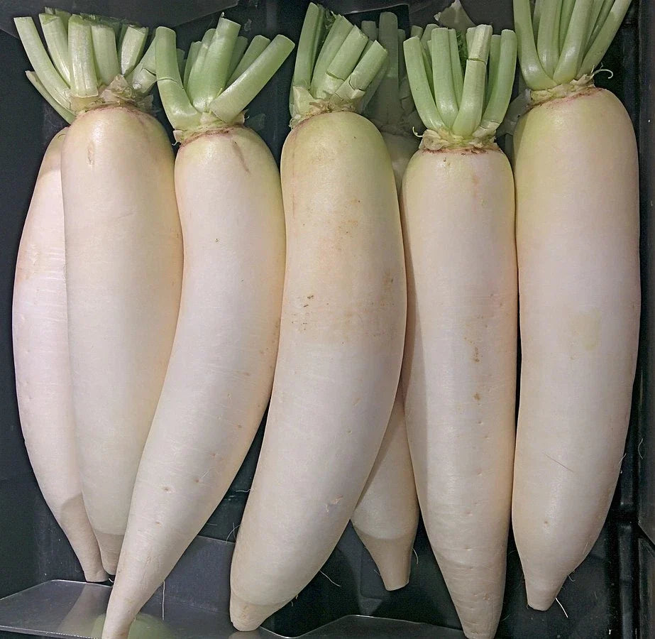 Daikon Radish Seeds - 600+ Heirloom Non-GMO Raphanus sativus for Home Garden, Salad, Pickling
