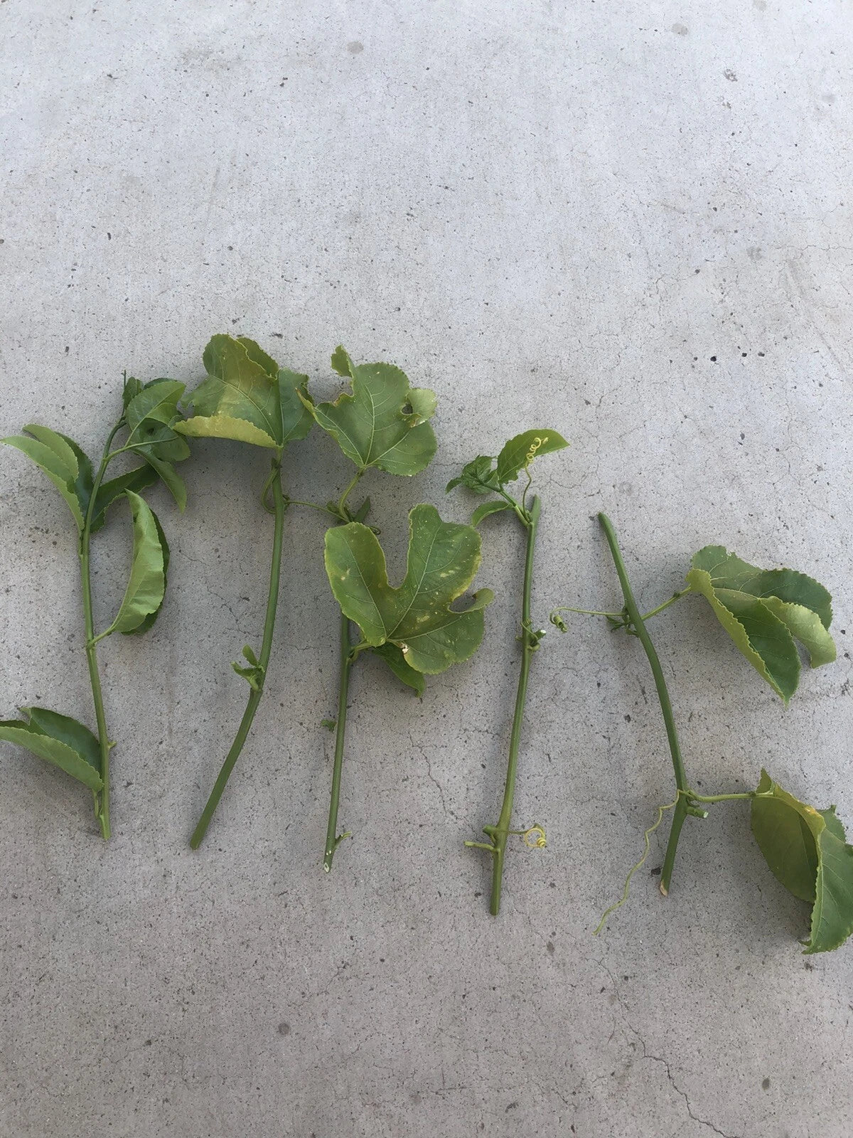 Passion Fruit Cuttings | 5 Fresh Passiflora Edulis Vine Plant Propagation Material | No Roots