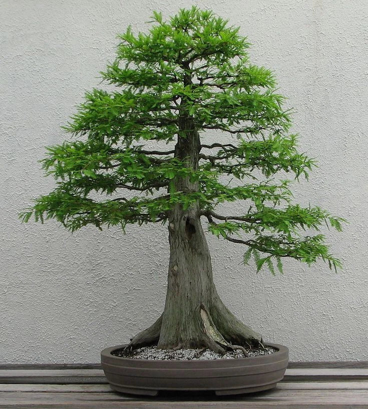Dawn Redwood Seeds - 50+ Metasequoia glyptostroboides for Gardening & Landscaping - Rare Deciduous Conifer Seeds