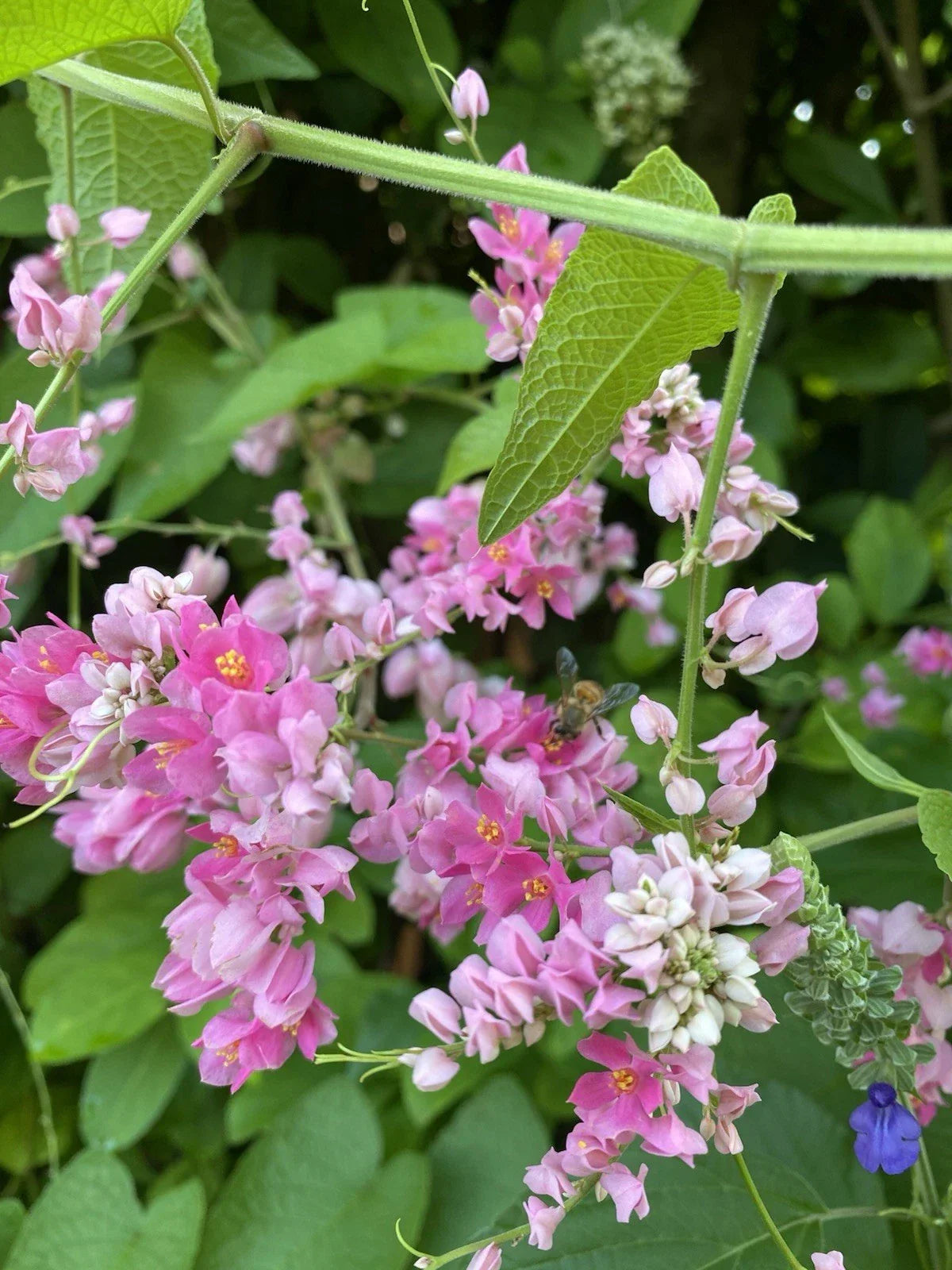 Mexican Creeper Vine Plant - Pollinator Friendly, Privacy Cover, Antigonon leptopus, Climbing Vine in 4-inch Pot