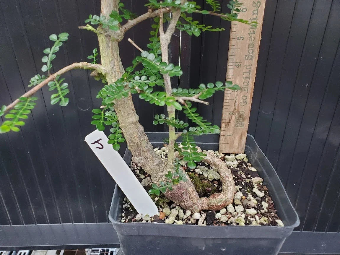 Operculicarya decaryi Tree - 4-Inch Potted Succulent with Gnarly Caudex - Madagascar Elephant Tree for Indoor & Outdoor Decor