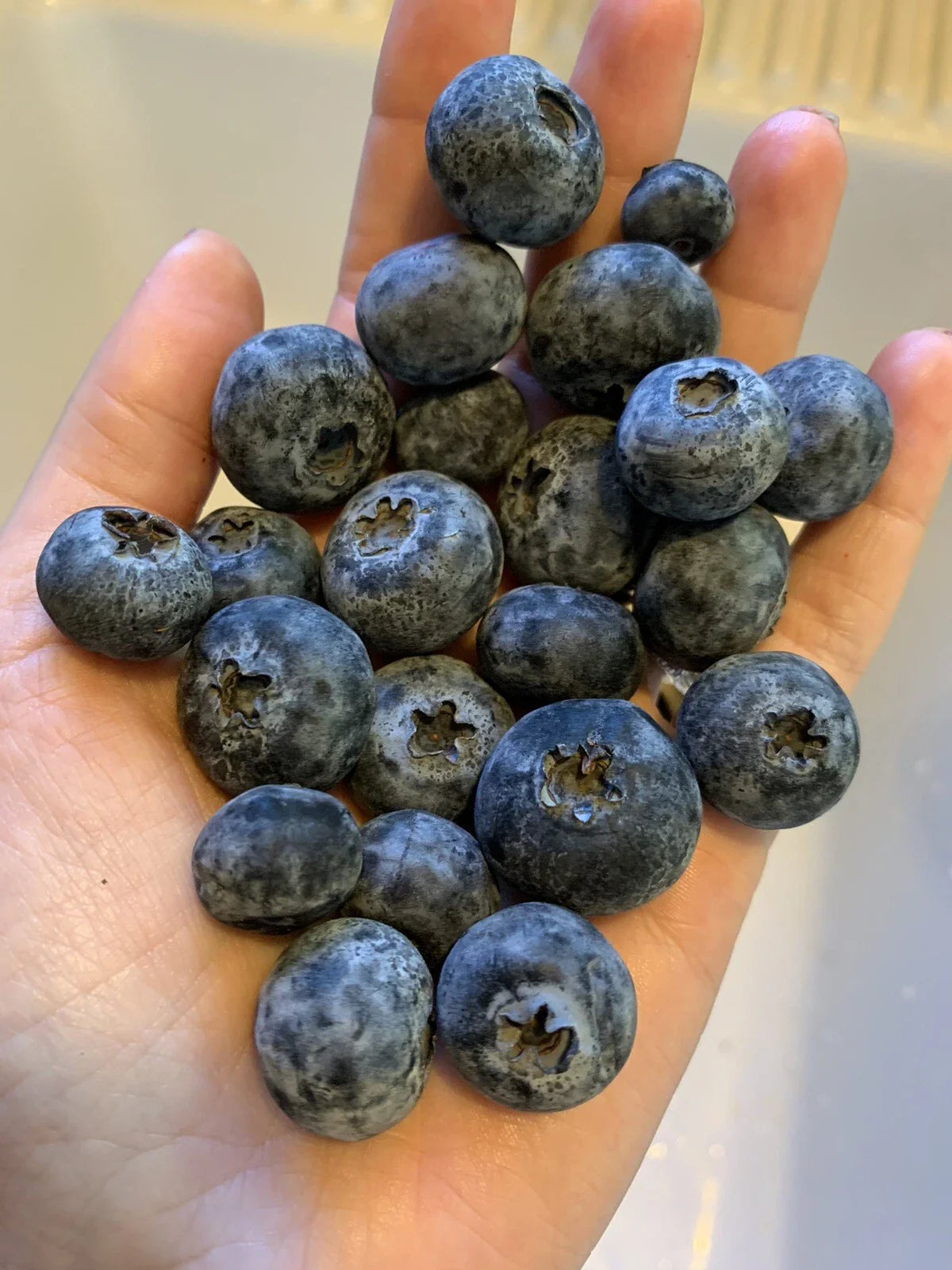 Blueberry Seeds - 50 Count Organic Homegrown Edible Fruit - Vaccinium corymbosum - USA Grown Garden Plant