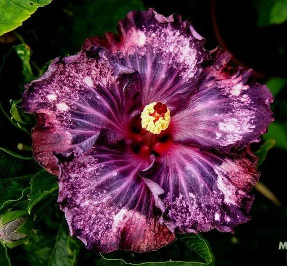 Dark Purple Pink Hibiscus Seeds - 20 Perennial Flower Seeds (Hibiscus rosa-sinensis) for Vibrant Blooms