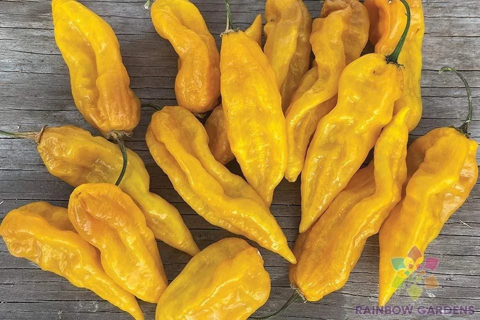 Fatalii Hot Pepper Seeds - 25+ Count for Garden Planting - Capsicum chinense - USA Grown, Free Shipping