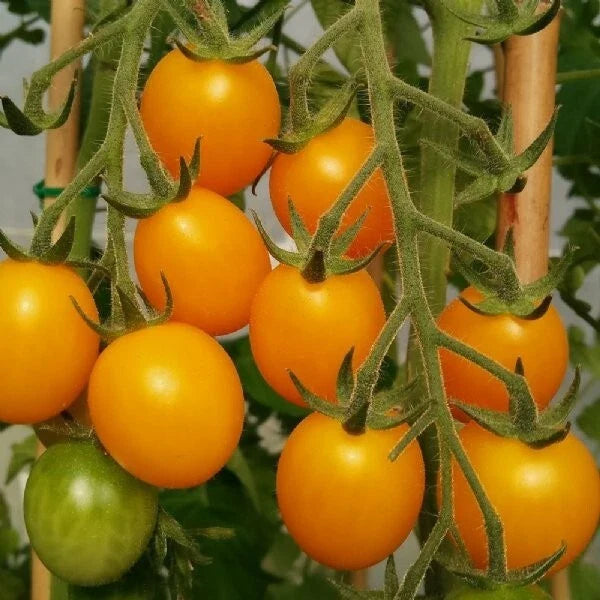 Gold Nugget Cherry Tomato Seeds - 120+ Organic Heirloom Non-GMO - Supersweet Variety - Perfect for Home Gardening