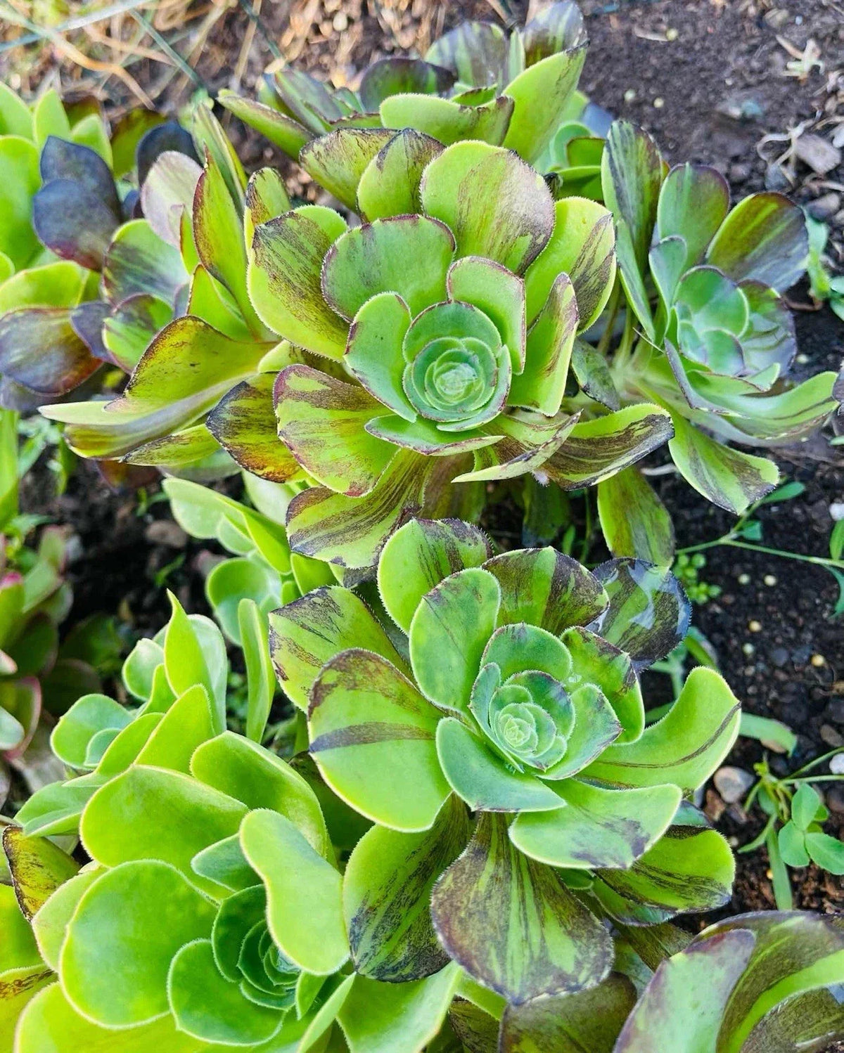 Rare Aeonium Voodoo Succulent - Variegated Brushed Cluster, Indoor/Outdoor Houseplant, Unique Green, Cream & Pink Foliage