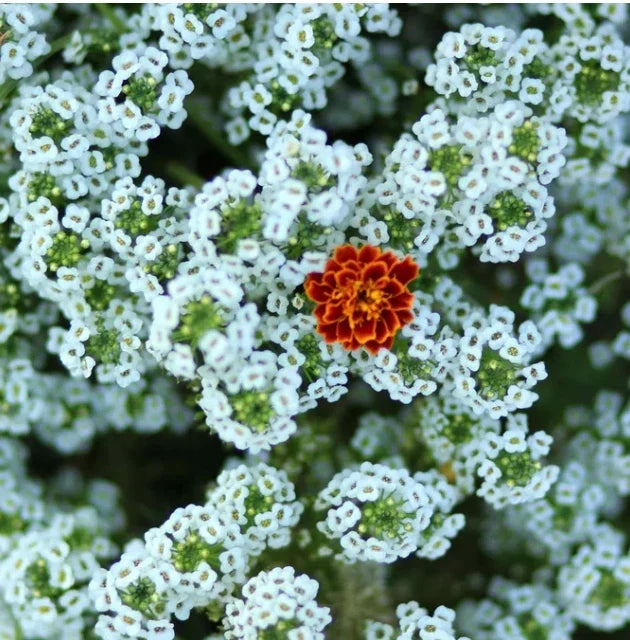Sweet Alyssum Seeds - Tall White Heirloom Non-GMO Perennial - Lobularia maritima - 1000 Seeds for Gardens & Pollinators