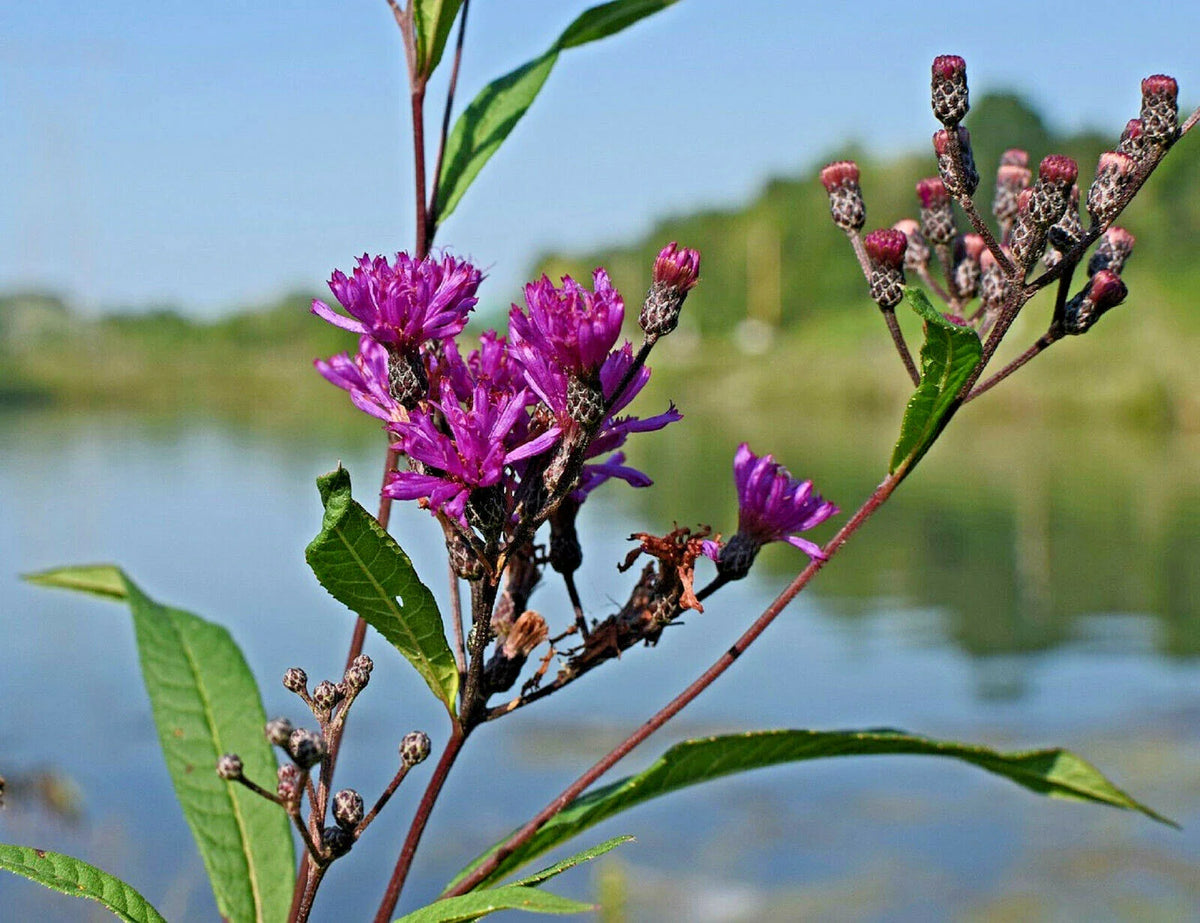 Ironweed Medicinal Herb Seeds - 200 Pack, Purple Flowers, Vernonia fasciculata - FREE SHIPPING