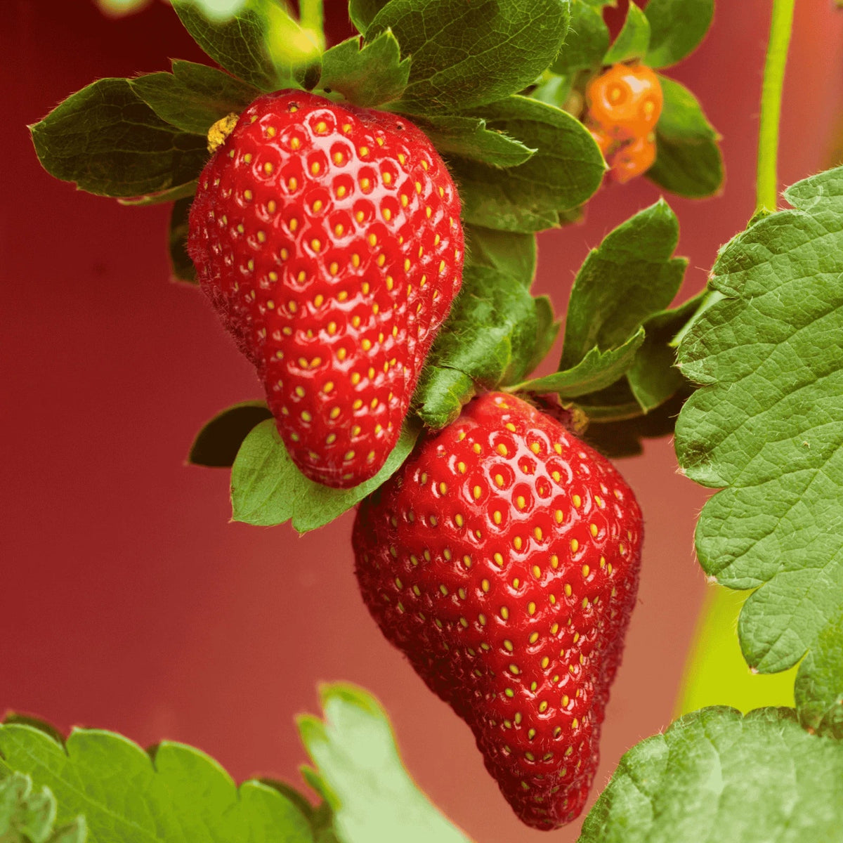 Archer Strawberry Bare Root Plants - June-Bearing Variety - Fragaria × ananassa