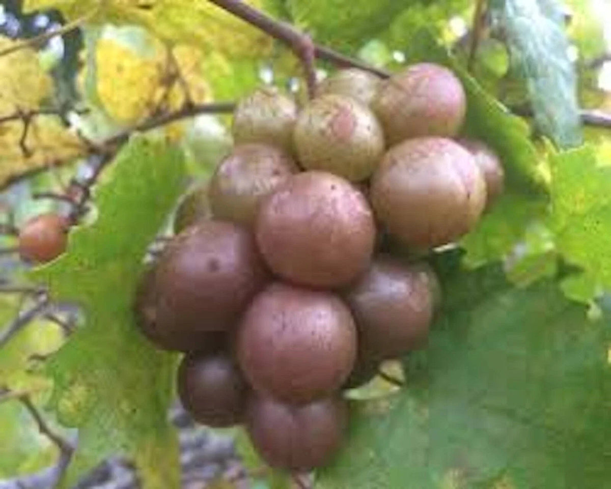 Muscadine Grape Plant Live, Carlos Sweet Edible Vine, Vitis Rotundifolia, Perfect for Home Gardens