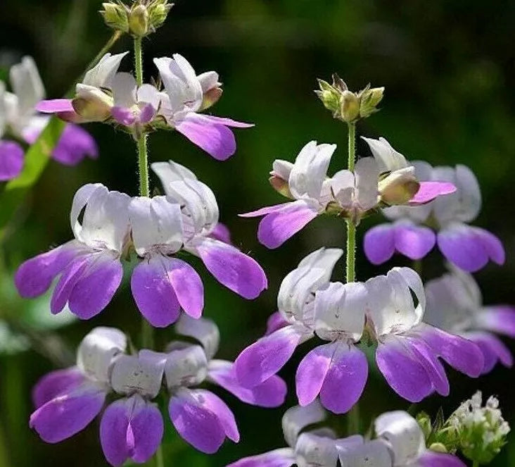 Chinese Houses Flower Seeds - 1000+ Seeds, Collinsia heterophylla, Annual Garden Seeds for Bees & Butterflies, Compact, Vibrant Blooms