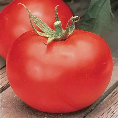 Big Boy Tomato Seeds (F1 Hybrid) | Non-GMO Heirloom Variety | Burpee | Perfect for Home Gardening
