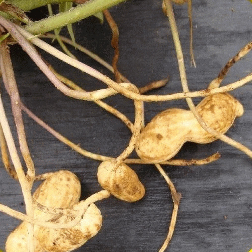 Virginia Jumbo Peanut Seeds - 15+ Fresh Seeds - Arachis hypogaea - High-Quality Peanut Seed for Planting
