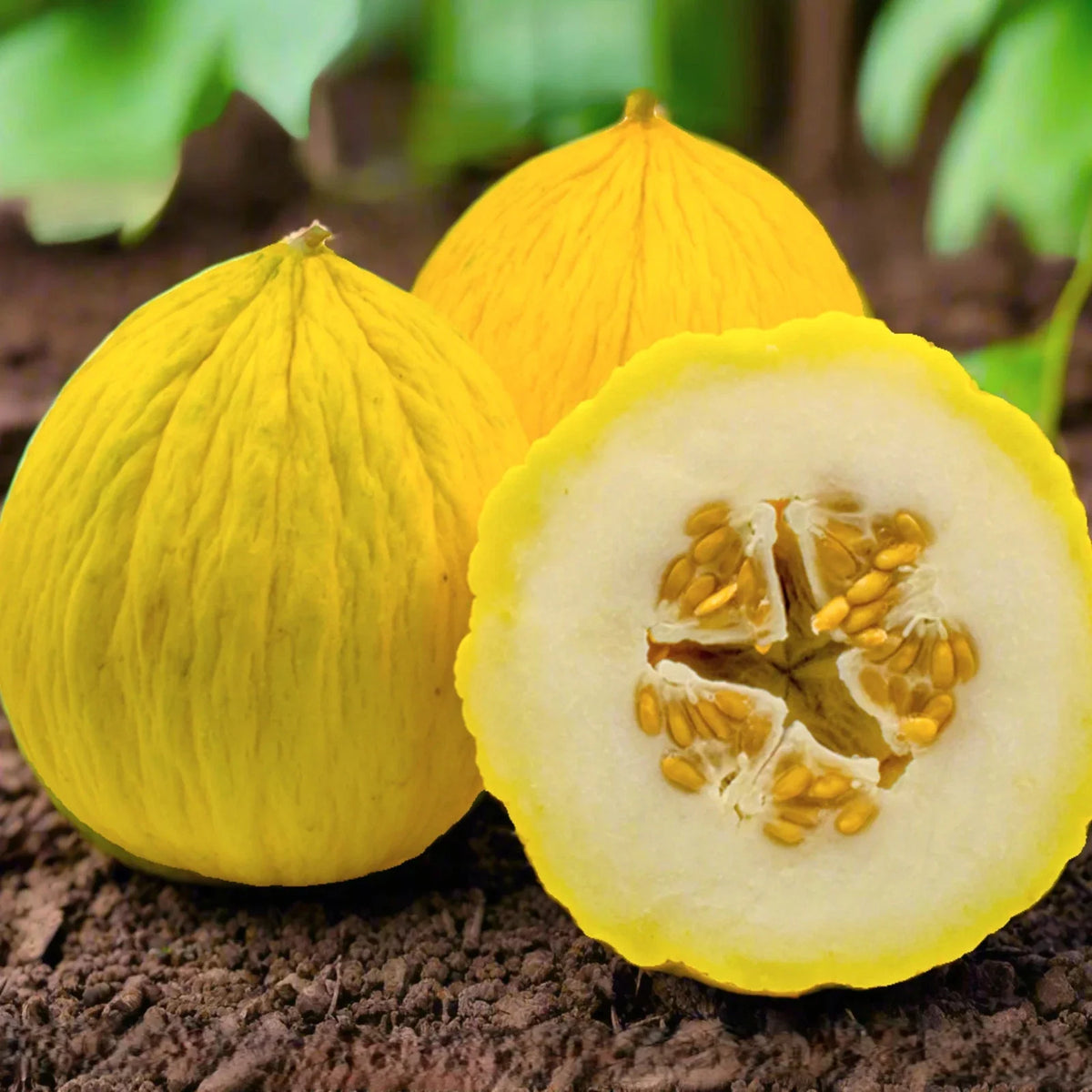 Golden Beauty Casaba Melon Seeds - Heirloom Sweet White Flesh - Perfect for 2025 Planting - Cucumis melo