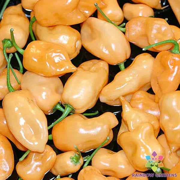 Habanero Peach Hot Pepper Seeds - 25+ Count for Garden Planting - Capsicum chinense - USA Grown - Free Shipping