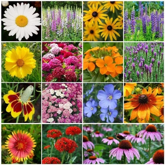 Perennial Wildflower Mix - 15 Species Variety Packet - Easy Grow Wildflowers for Gardens - Native Flower Seeds