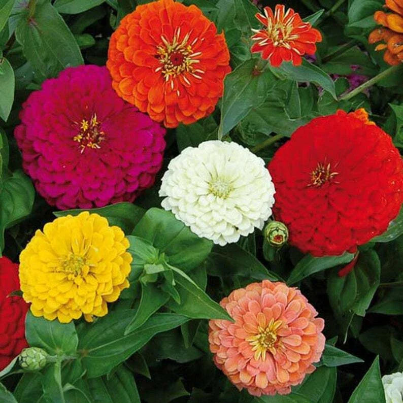 California Giant Mix Zinnia Seeds - 250+ Fresh Flower Seeds - Colorful Annuals for Garden Planting (Zinnia elegans)