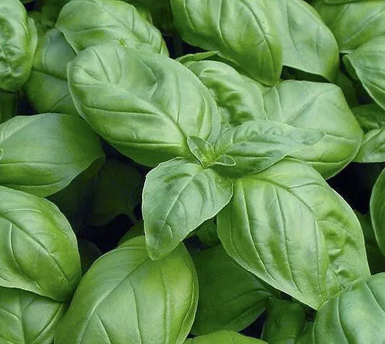Genovese Basil Seeds 1000+ Heirloom NON-GMO, Culinary Herb, Ocimum basilicum, Container Garden, Fast Germination