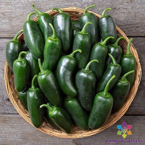 Black Jalapeno Hot Pepper Seeds - 25+ Seeds for Garden Planting - Capsicum annuum - USA Grown, Free Shipping