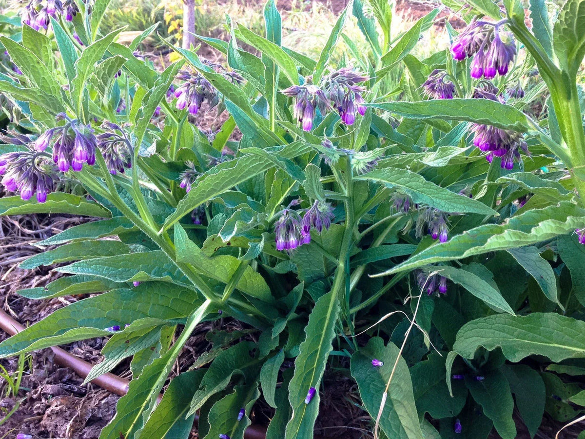 Organic Common Comfrey Plants - Pesticide-Free - Permaculture Companion - Compost Booster (Symphytum officinale)