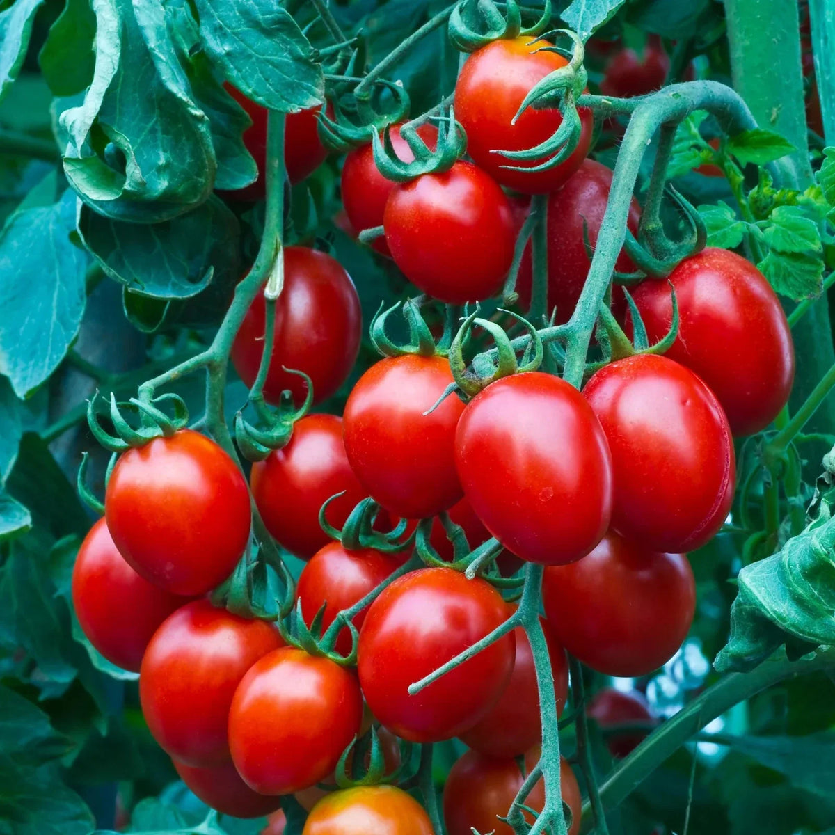 Small Cherry Tomato Seeds - Heirloom, Organic, Non-GMO, Solanum lycopersicum, Bite-sized, Container Gardening