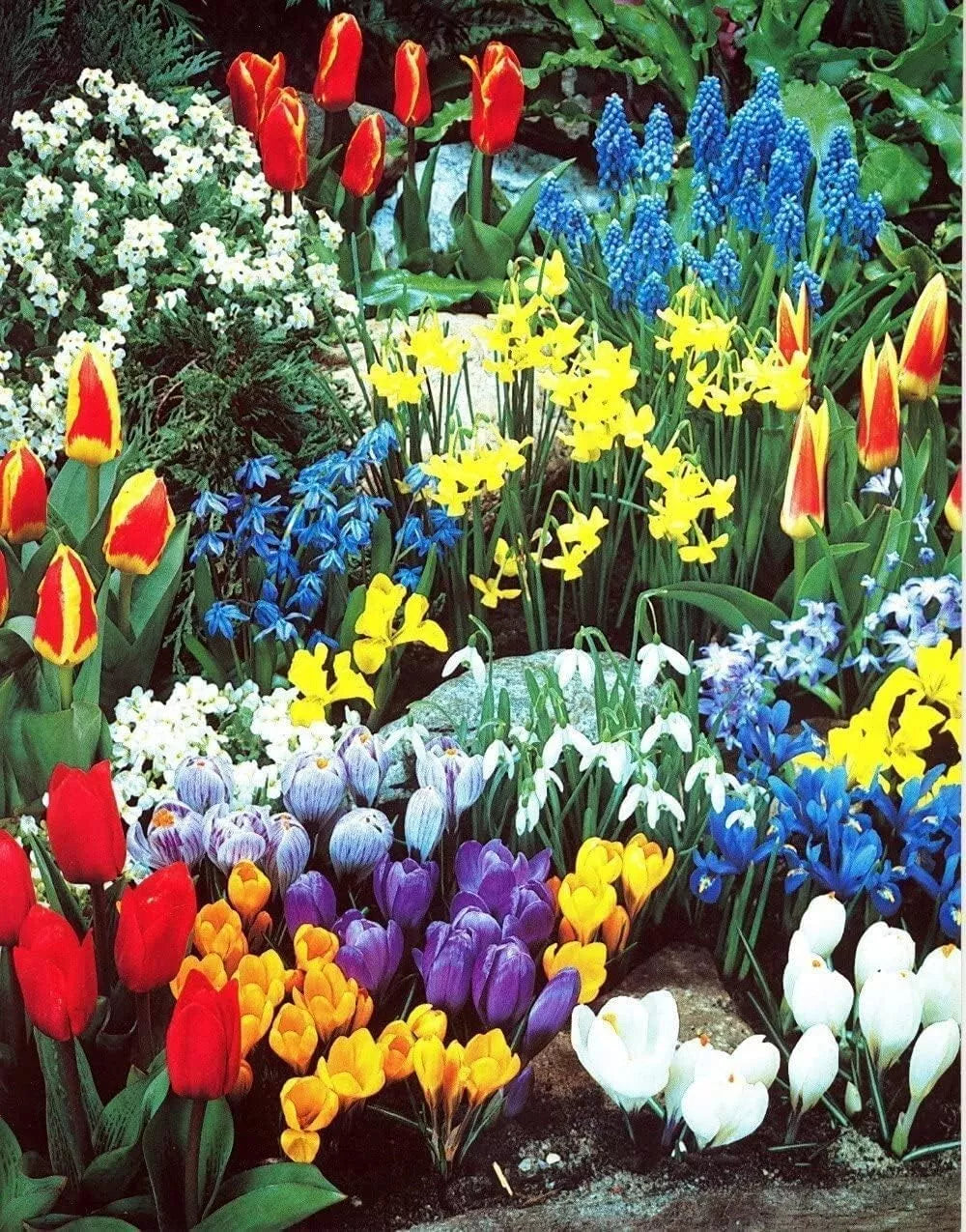 Spring Flower Garden Kit - 50 Fall Bulbs for Vibrant Spring Blooms