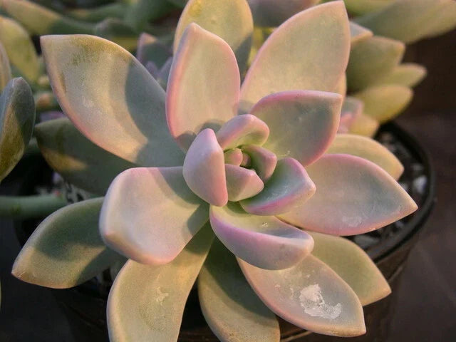 Ghost Plant Cuttings - Graptosedum Rosette Succulent for Indoor & Outdoor Decor - Cascading, Trailing Succulent