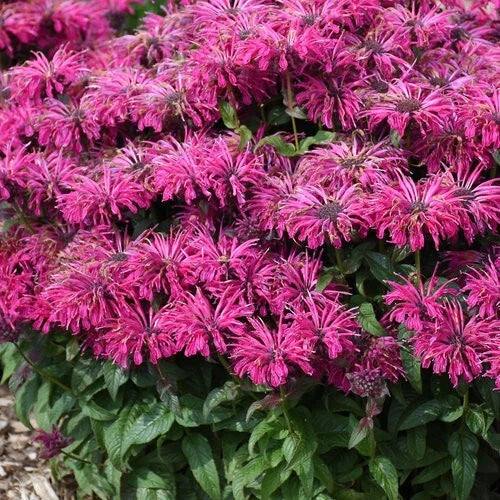 Razzleberry Bee Balm Seeds - 100 Pack - Vibrant Hummingbird & Butterfly Flowers - Monarda didyma - Perennial Garden Seeds