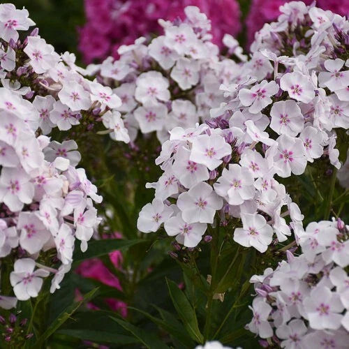 Party Girl Phlox Seeds - 100+ Pack for Garden Planting - Phlox paniculata - Vibrant Flowering Perennial Seeds